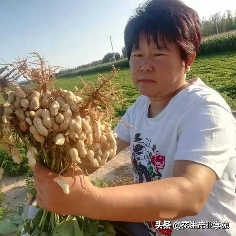 河南花生价格走势分析报告