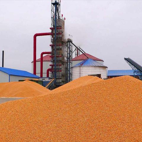 山东省玉米价格实时动态解析