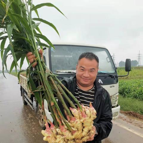 大姜价格行情最新分析报告