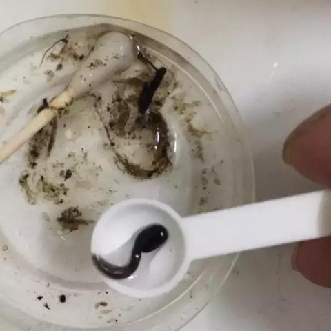 探索春天的自然奇迹：最新蝌蚪窝的发现与教育意义